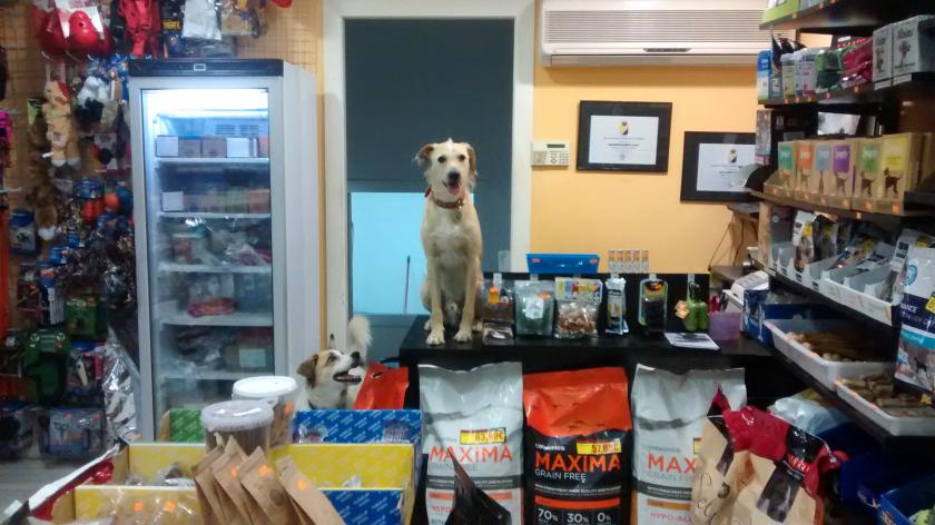 INDIDOGS. Botiga i perruqueria canina
