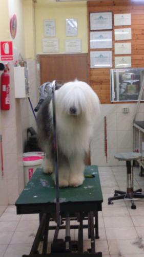 BUF Perruqueria Canina i Felina