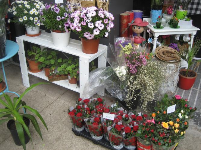 FLORISTERIA CACTUS