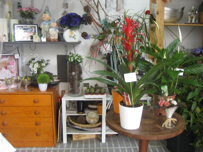 FLORISTERIA CACTUS